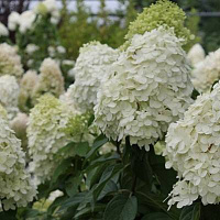 Гортензия метельчатая Фантом (Hydrangea paniculata Fantom)