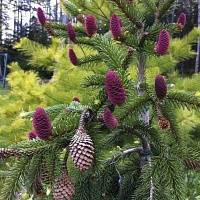 Ель обыкновенная Акрокона (Picea abies Acrocona)