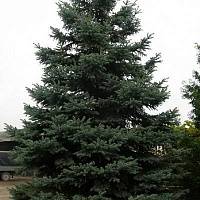 Ель колючая (Picea pungens)