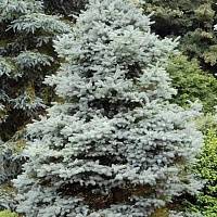 Ель колючая Блю Тринкет (Picea pungens Blue Trinket)