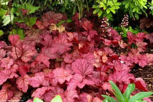 Гейхера (лат. Heuchera)